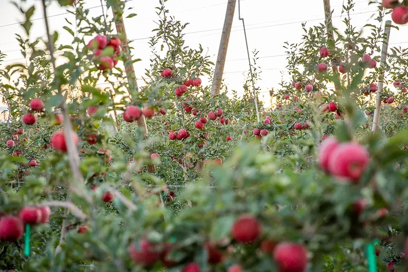 Sunrise Magic® Orchard 5