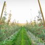 Sunrise Magic® Orchard 4.jpg