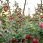 Sunrise Magic® Orchard 5.jpg