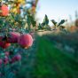 Sunrise Magic® Orchard 3.jpg