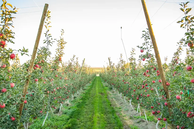 Sunrise Magic® Orchard 4