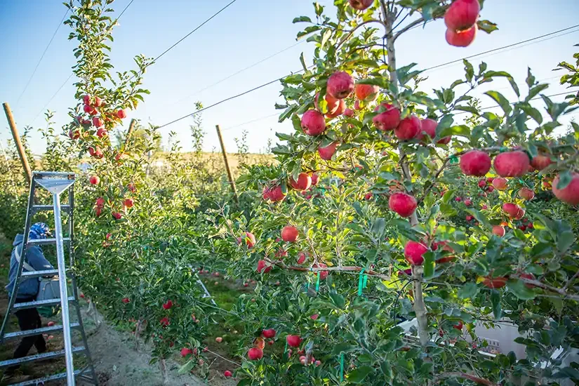 Sunrise Magic® Orchard 1