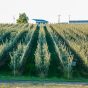 Sunrise Magic® Orchard 2.jpg