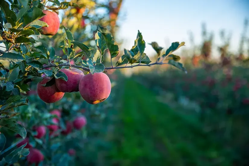 Sunrise Magic® Orchard 3