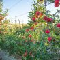 Sunrise Magic® Orchard 1.jpg